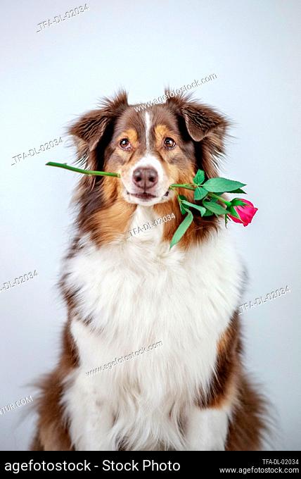 Australian Shepherd with rose in the mouth