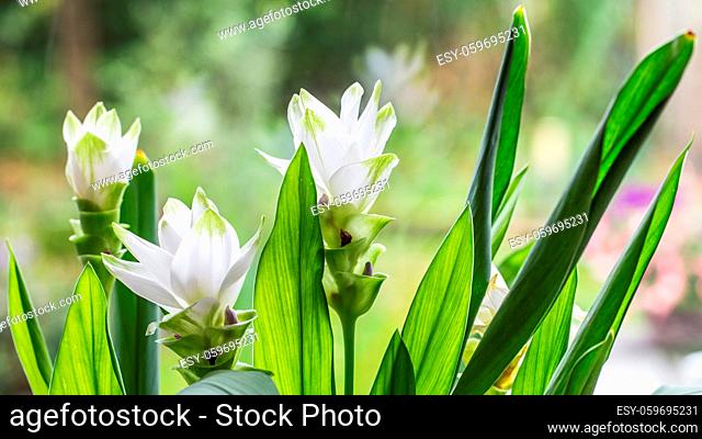 White blooming Curcuma flowers in the sun
