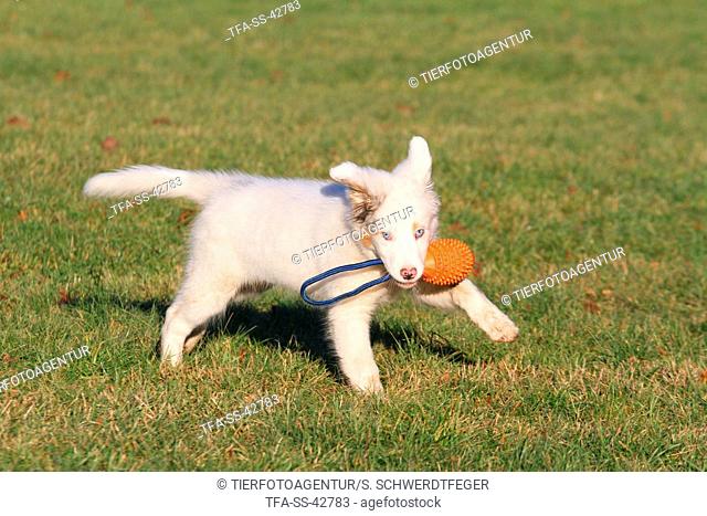 playing Australian Shepherd Puppy