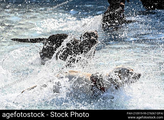 19 September 2021, Baden-Wuerttemberg, Karlsruhe: Dogs stay in the water of the large and unchlorinated pool at the ""Hunde-Schwimmen"" (dog swimming) in the...
