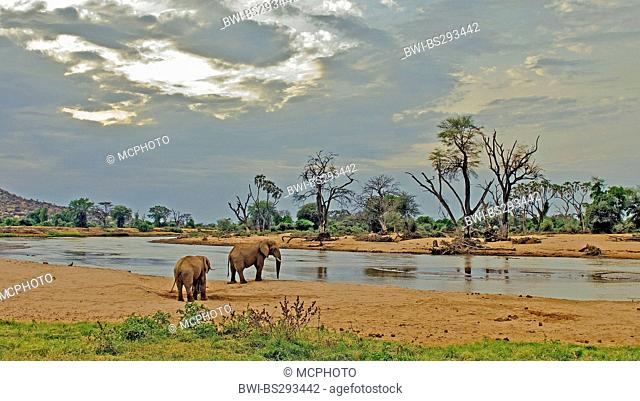 African elephant (Loxodonta africana), two animals visiting the Ewaso Ngiro, the largest river of the country, in order to drink, Kenya