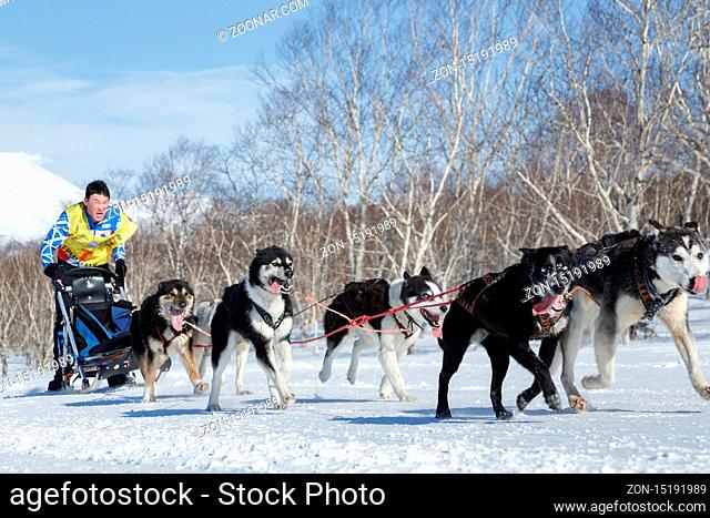 PETROPAVLOVSK, KAMCHATKA PENINSULA, RUSSIA - FEB 25, 2017: Running sled dog team Kamchatka musher Vitaly Tishkin. Kamchatka Sled Dog Racing Beringia