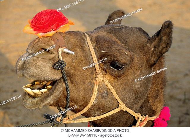 Flower on camel nose ; Pushkar fair ; Rajasthan ; India