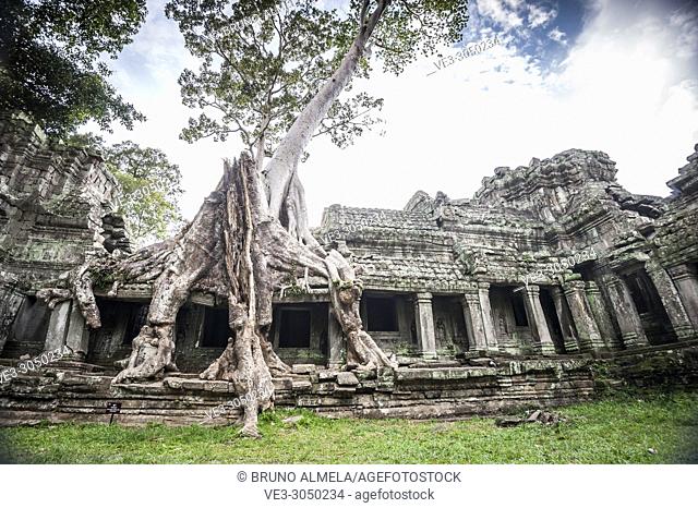 A tree roots growing over the Preah Khan temple, Angkor Complex (Siem Reap Province, Cambodia)