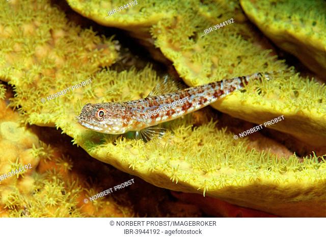 Variegated lizardfish (Synodus variegatus) on salad coral (Turbinaria reniformis), yellow, Red Sea, Egypt