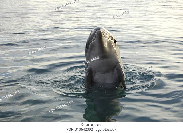 Bottlenose dolphin Tursiops truncatus in a sea pen. Red Sea. Captive
