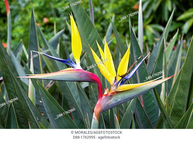 South Africa , Western Cape province , Cape Town , Kirstenbosch National Botanical Garden , Strelitzia, Crane Flower or Bird of Paradise Flower