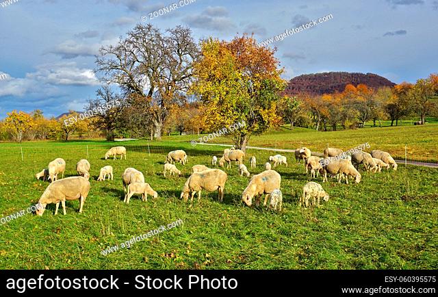 Schafherde auf der Herbstweide, Flock of sheep in the autumn pasture
