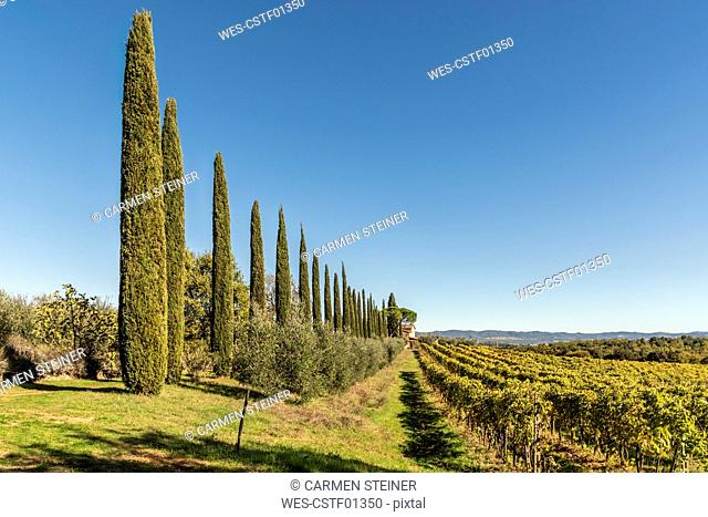 Italy, Tuscany, typical landscape with vineyard and cypresses