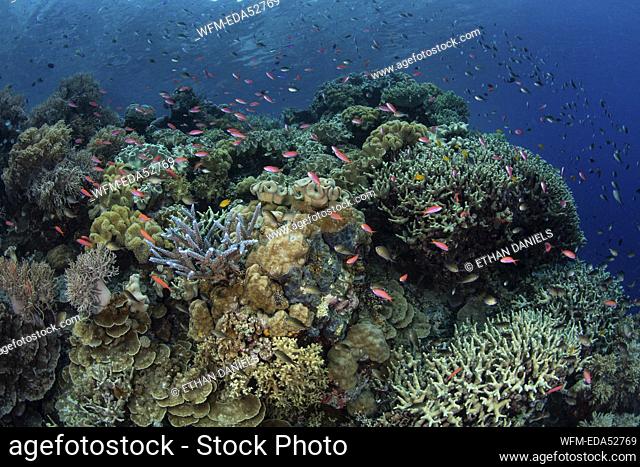 Colorful Anthias in Coral Reef, Pseudanthias sp., Melanesia, Pacific Ocean, Solomon Islands