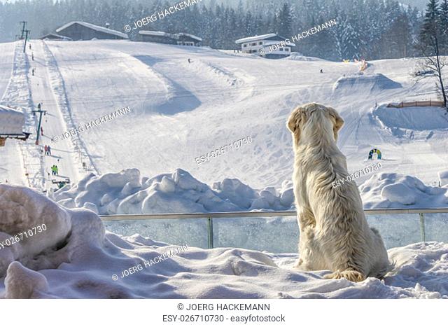 dogs enjoy looking at the white sky slope