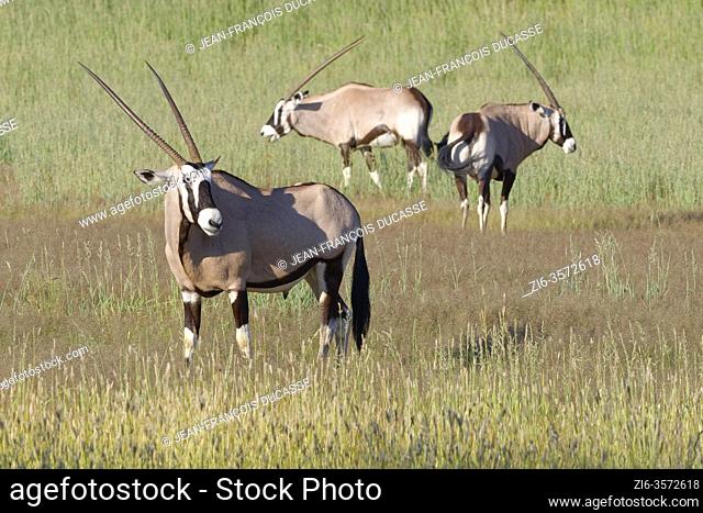 Gemsboks (Oryx gazella), adult male, standing in the tall grass, Kgalagadi Transfrontier Park, Northern Cape, South Africa, Africa