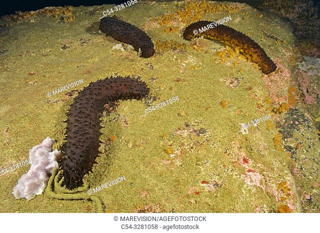 Black sea cucumber (Holothuria forskali). Eastern Atlantic. Galicia. Spain. Europe