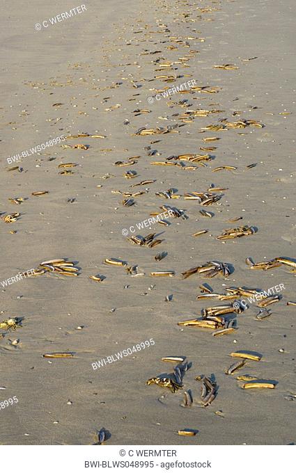 Razor clam, Razor-Clam, Razor Shell Ensis americanus, Ensis directus, Razor clams on the beach, Netherlands, Ameland