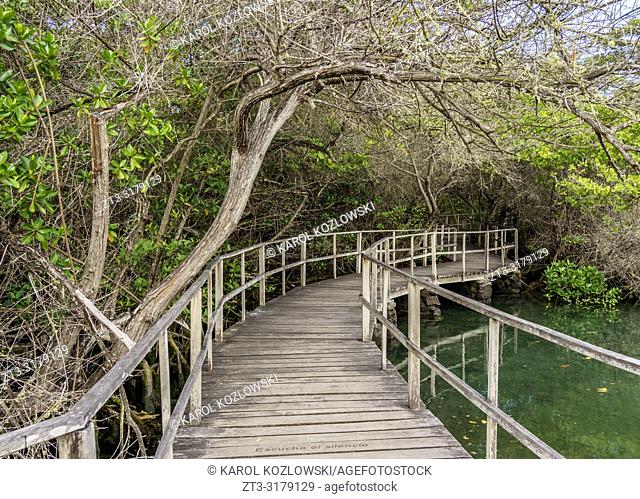 Wooden jetty in Mangrove Forest by the Las Ninfas Lagoon, Puerto Ayora, Santa Cruz or Indefatigable Island, Galapagos, Ecuador