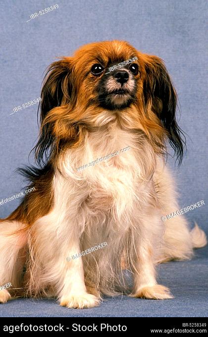 Phalene or Continental Toy Spaniel, dog sitting against blue background