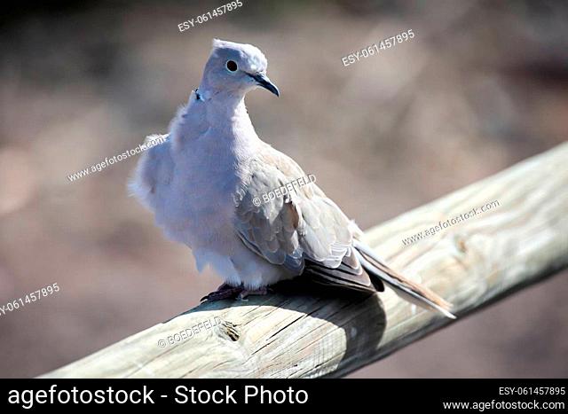 Portrait of a pigeon. It belongs to the group, order of pigeon birds