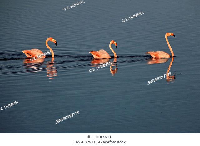 Greater flamingo, American flamingo, Caribbean Flamingo (Phoenicopterus ruber ruber), three flamingos swimming one after another, Ecuador, Galapagos Islands