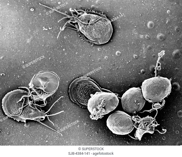 This is a scanning electron micrograph SEM of an in vitro Giardia lamblia culture, which had been cultivated in bile-free TYI-S-33 medium for 48 hrs