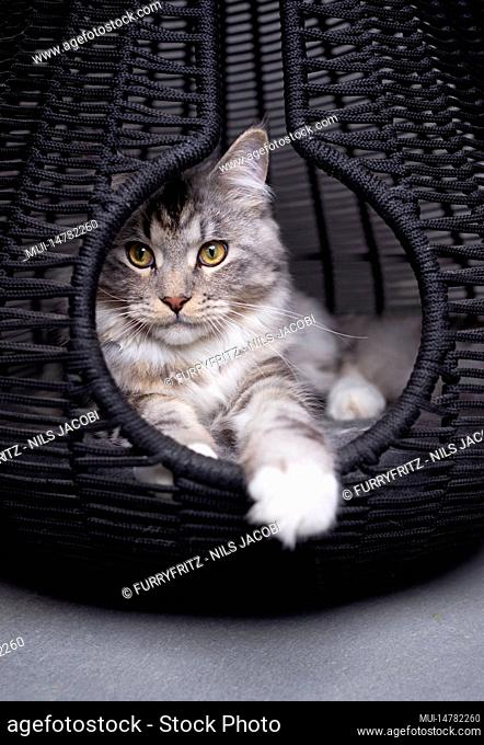 silver tabby maine coon cat resting inside of pet cave basket relaxing looking out