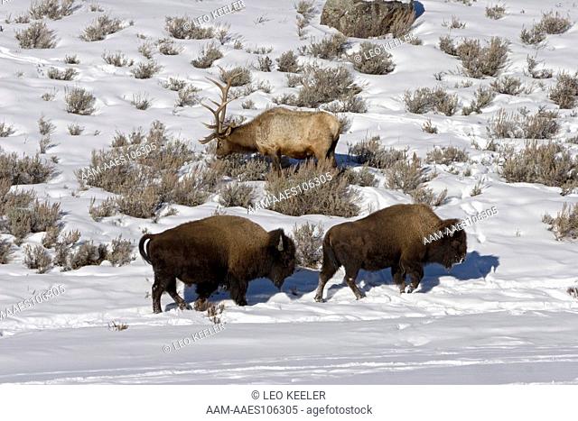 Rocky Mountain Elk (Cervus elaphus) and Bison (Bison bison) in Yellowstone National Park