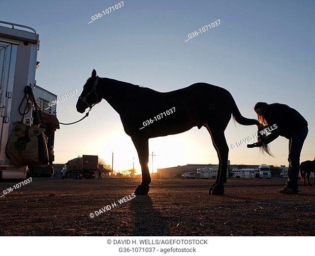 Rodeo horses at dawn with their owner prepping them at the Tucson Rodeo in Tucson, Arizona, United States