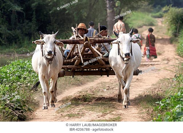 Oxen pulling a cart with local men in Inwa, Mandalay region, Myanmar