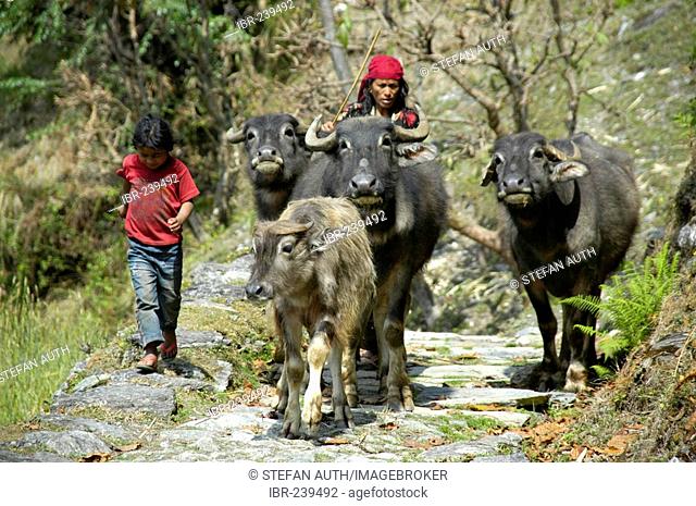 Three ox and a calw are driven on a path Landruk near Pokhara Nepal