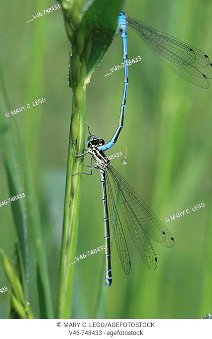 Pair of Azure damselflies or coenagrion puella are mating on a pond rush. The male damselfly hooks onto the  back of neck of the female below