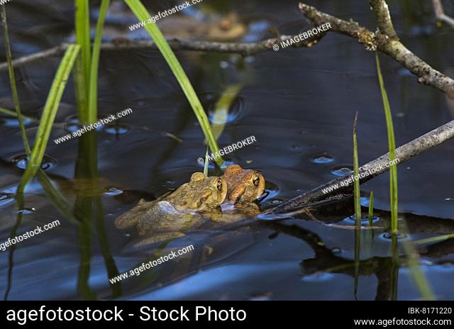 Common toad (Bufo bufo), pair spawning, pond, Canton Baselland, Switzerland, Europe