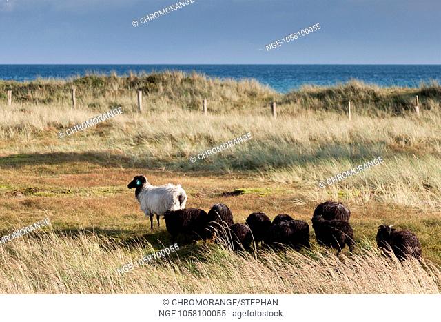 flock of sheep in front of Baltic Sea