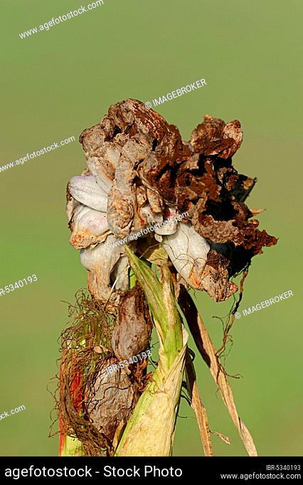 Maize bunt, North Rhine-Westphalia (Ustilago maydis), maize blight, Germany, Europe