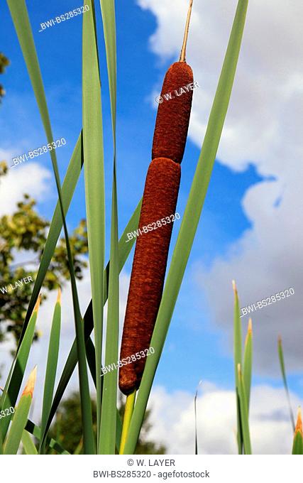 common cattail, broad-leaved cattail, broad-leaved cat's tail, great reedmace, bulrush (Typha latifolia), fruiting, Germany