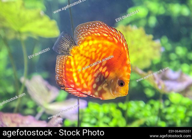 Red discus fish or symphysodon discus swimming alone