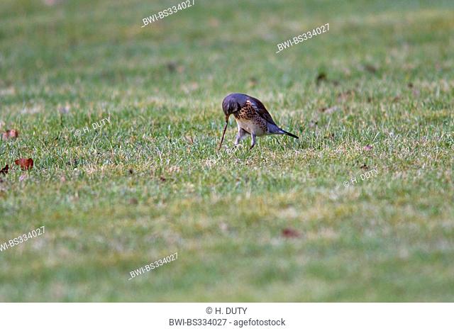 fieldfare (Turdus pilaris), pulling an earthworm out ouf the ground, Germany, Mecklenburg-Western Pomerania