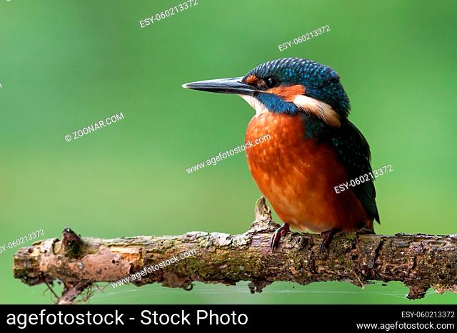 Adorable common kingfisher, alcedo atthis, chick sitting alone on branch in summer. Young animal resting on twig with copy space