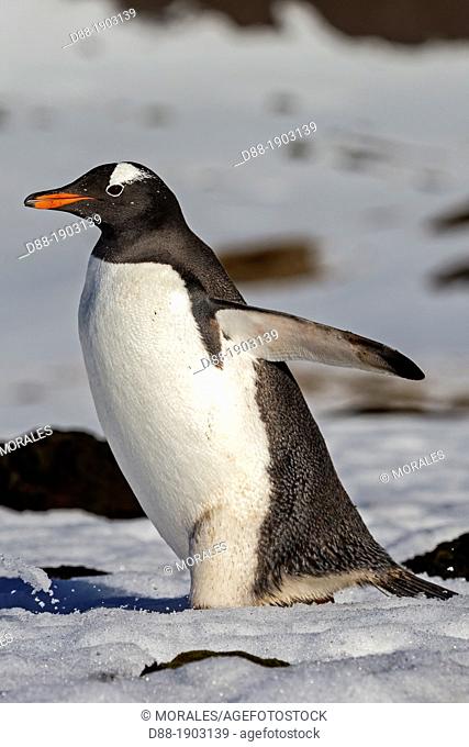 United Kingdom, South Georgia Islands, Godthul, Gentoo Penguin  Pygoscelis papua papua