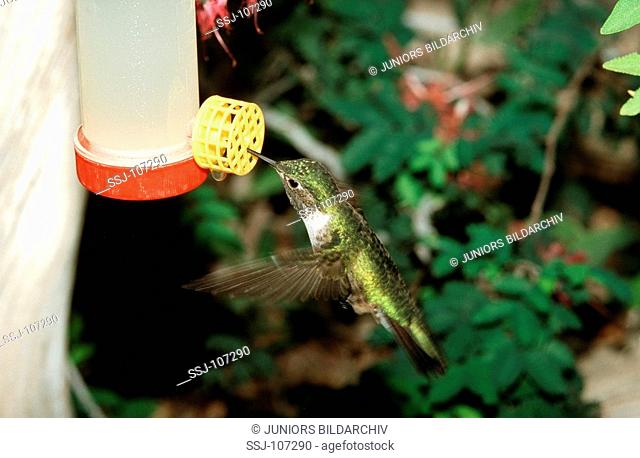 rufous hummingbird drinking - female / Archilochus alexandri