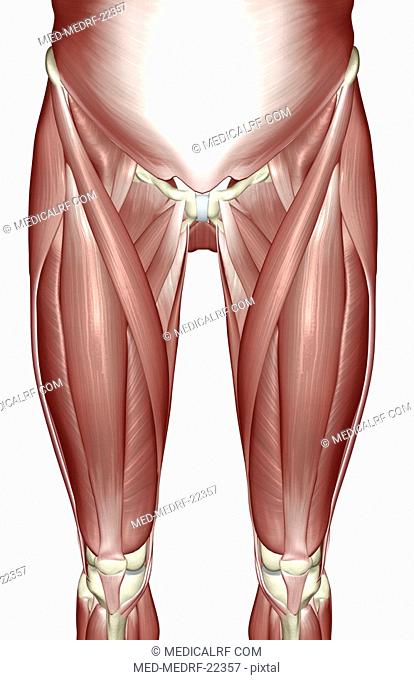 The muscles of the lower limb