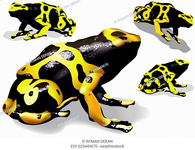 Yellow Banded Dart Poison Frog (Dendrobates leucomelas) Set - Illustration, Vector