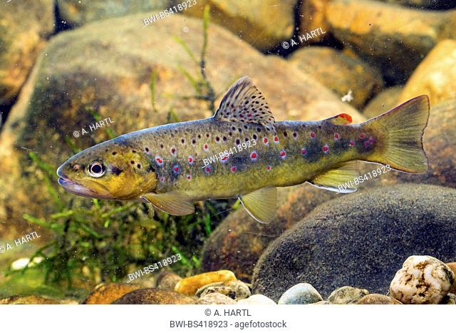 brown trout, river trout, brook trout (Salmo trutta fario), indigenous form from the Isen, Germany