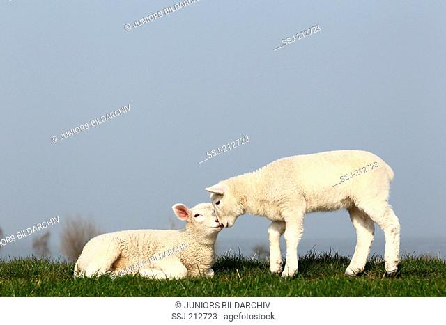 Domestic Sheep. Two lambs sniffing at each other on a dyke