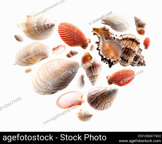 Beautiful seashells in the shape of a heart on a white background