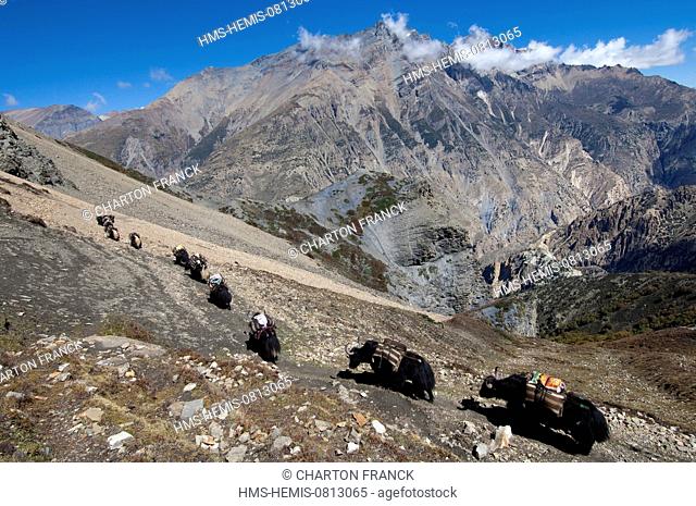 Nepal, Karnali Zone, Dolpo Region, Sangdak, caravane de yaks