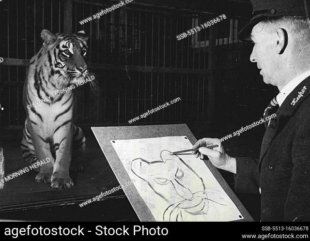 Hold That Tiger -- For The Man To Draw -- Don't worry, there's no need to holds that tiger - or we should say tigress. But it's a real live one holding the pose...