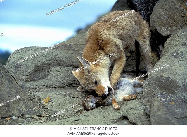Coyote (Canis latrans), feeding on mountain cottontail rabbit carcass, captive, Animals of Montana, Bozeman, Montana