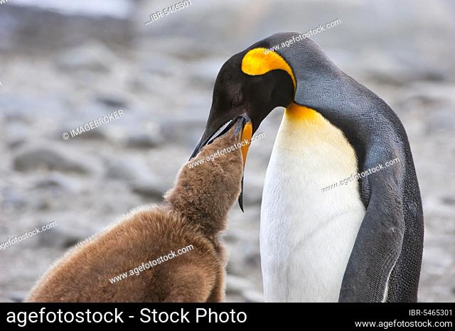 King penguin (Aptenodytes patagonicus) feeding the chick, St. Andrews Bay, South Georgia
