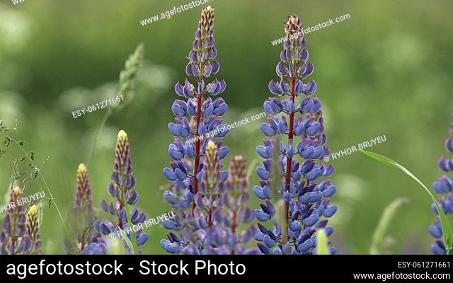 Bush Of Wild Flowers Lupine In Summer Field Meadow Panorama Summer Background. Lupinus, Commonly Known As Lupin Or Lupine