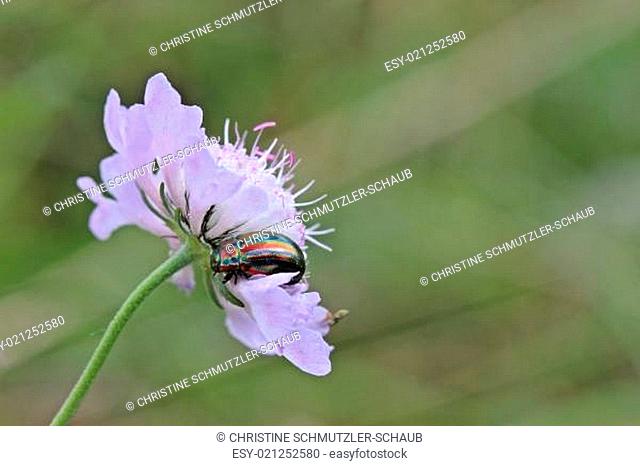 Regenbogen-Blattkäfer (Chrysolina cerealis) auf Tauben-Skabiose (Scabiosa columbaria)