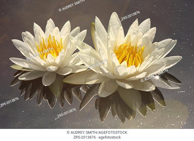 Two white fragrant water lilies in pond, backlit, Florida, USA